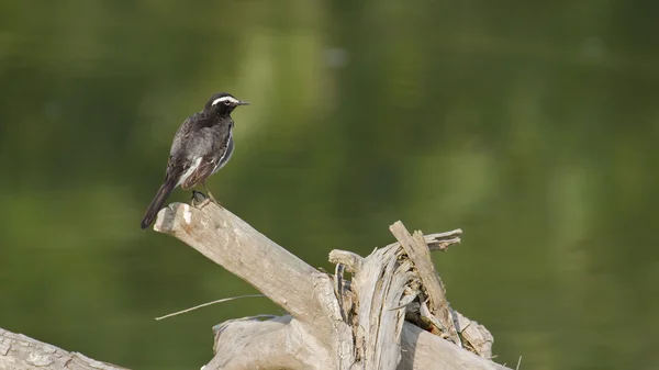 White-browed kwikstaart zangvogels Bardia, Nepal — Stockfoto