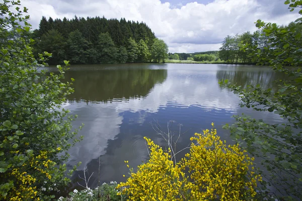 French broom in "Les milles etangs" (Thousand lakes), Vosges, France — Stock Photo, Image