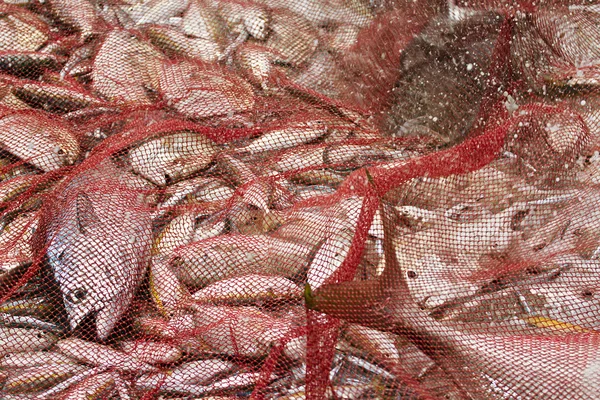 Pesca en la playa de Uppuveli, Sri Lanka — Foto de Stock