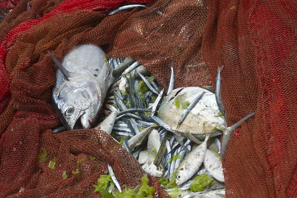 在乌普韦利海滩，斯里兰卡的渔获 — 图库照片