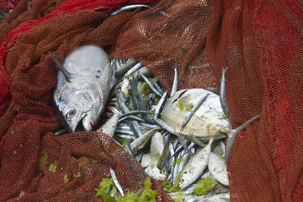 Menangkap ikan di pantai Uppuveli, Sri Lanka — Stok Foto