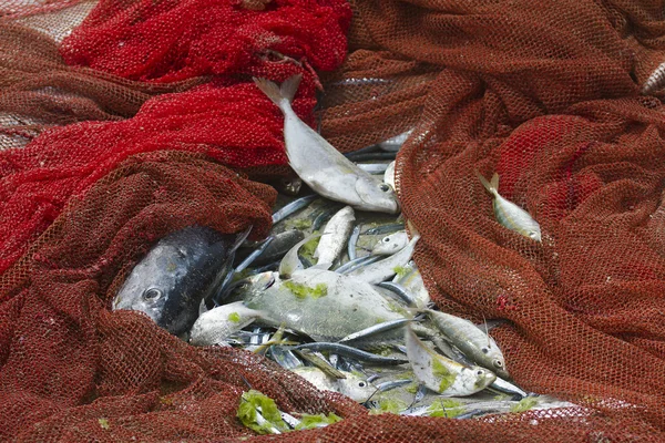 Pesca captura na praia de Uppuveli, Sri Lanka — Fotografia de Stock