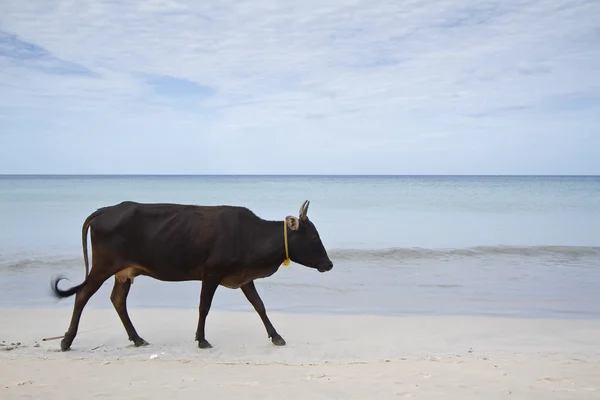 Szarvasmarha Uppuveli beach, Srí Lanka — Stock Fotó