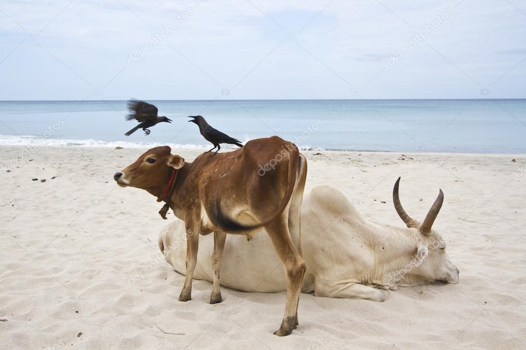 Bovins Dans La Plage Duppuveli Sri Lanka Photographie