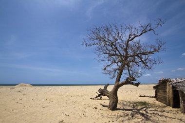 Issız beach ile balıkçılar kulübe Polmoddai, Sri Lanka
