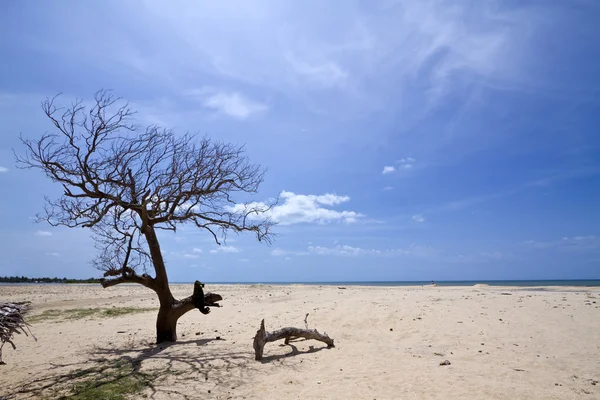 Kokkilai lagoon beach, Sri Lanka — Stok fotoğraf