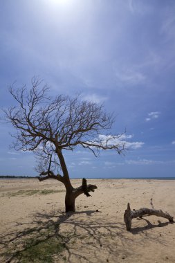 Kokkilai lagoon beach, Sri Lanka
