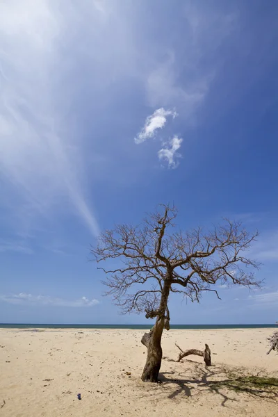 Praia da lagoa de Kokkilai, Sri Lanka — Fotografia de Stock