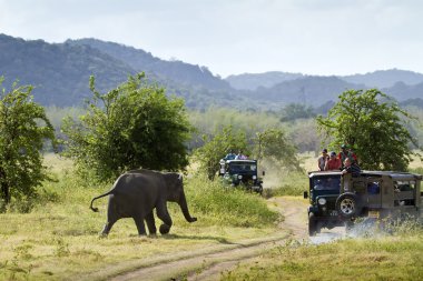 Oyun sürücüsüne Minneriya Milli Parkı, Sri Lanka