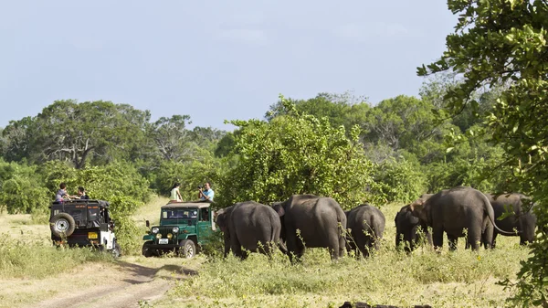 Juego en el parque nacional Minneriya, Sri Lanka — Foto de Stock