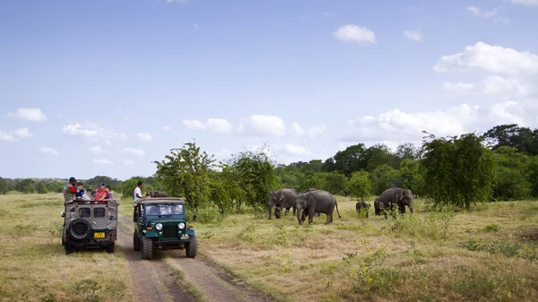 Oyun sürücüsüne Minneriya Milli Parkı, Sri Lanka — Stok fotoğraf