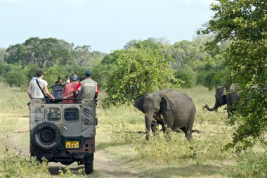 Oyun sürücüsüne Minneriya Milli Parkı, Sri Lanka