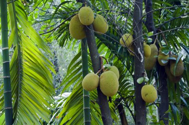 Nefesi ağaç Minneriya, Sri Lanka