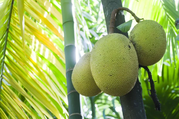 Nangka boom in Minneriya, Sri Lanka — Stockfoto