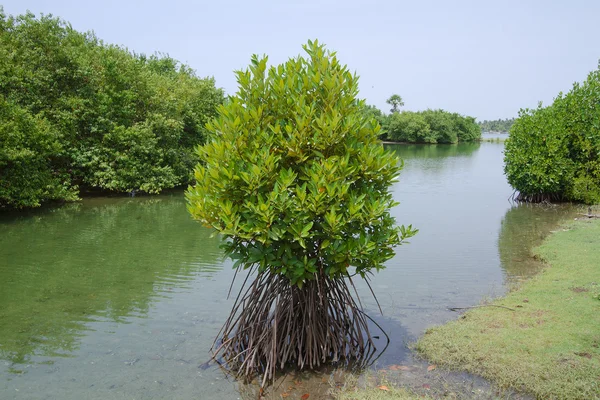 Mangrove swamp in Batticaloa, Sri Lanka — Stock Photo, Image