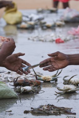 Sri Lanka balık pazarında değişimi