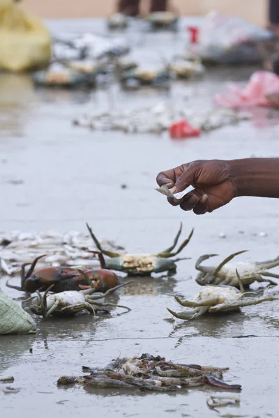Exchange in fish market in Sri Lanka — Stock Photo, Image