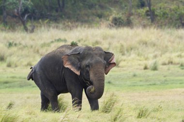 Asya fili Minneriya Ulusal Park, Sri Lanka