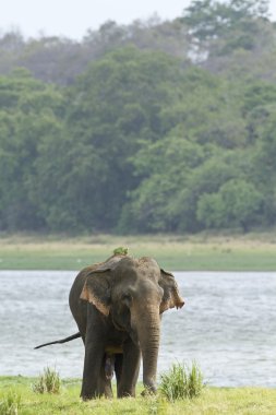 Asian elephant in Minneriya reservoir, Sri Lanka clipart