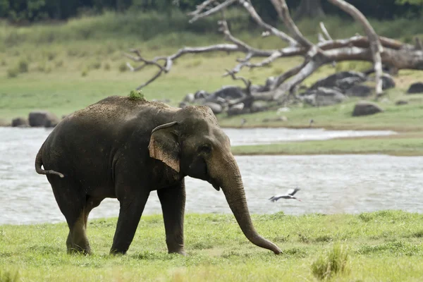 Asian elephant in Minneriya reservoir, Sri Lanka — Stock Photo, Image