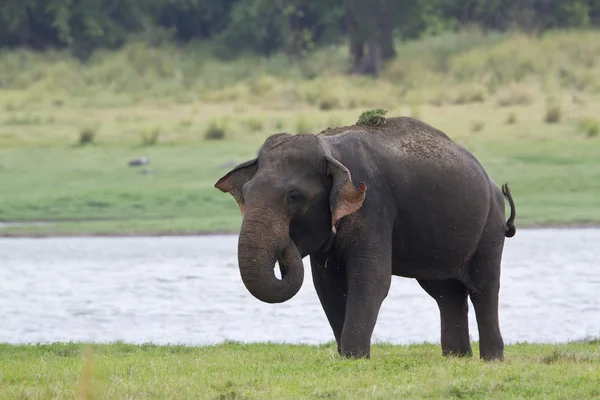 Asian elephant in Minneriya reservoir, Sri Lanka — Stock Photo, Image