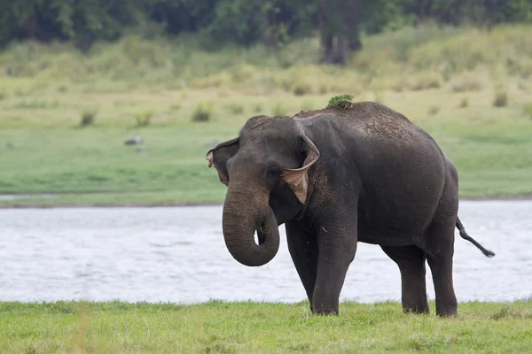 Elefante asiático en el embalse de Minneriya, Sri Lanka —  Fotos de Stock