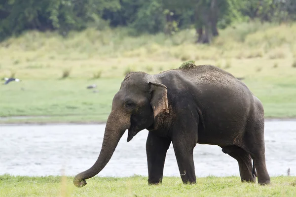 Asian elephant in Minneriya reservoir, Sri Lanka — Stock Photo, Image
