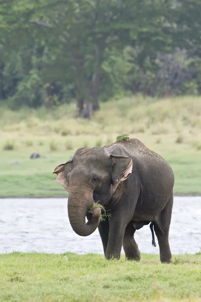 Asian elephant in Minneriya reservoir, Sri Lanka — Stock Photo, Image