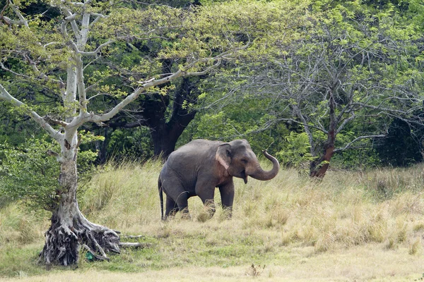 Elefante asiatico nel bacino idrico di Minneriya, Sri Lanka — Foto Stock