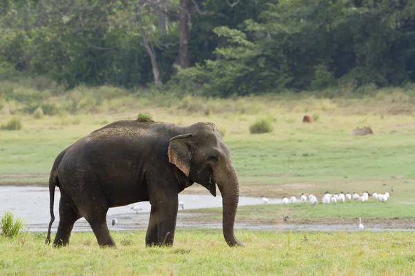 Elefante asiatico nel bacino idrico di Minneriya, Sri Lanka — Foto Stock