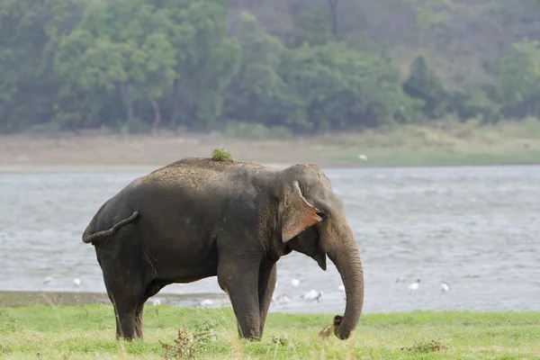 Asian elephant in Minneriya reservoir, Sri Lanka — Stock Photo, Image