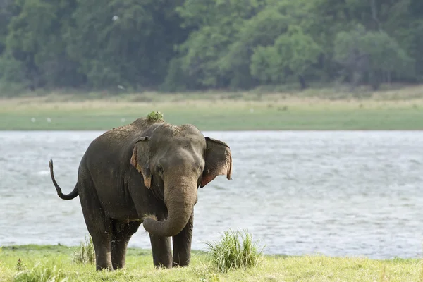 Asian elephant in Minneriya reservoir, Sri Lanka — Stock Photo, Image