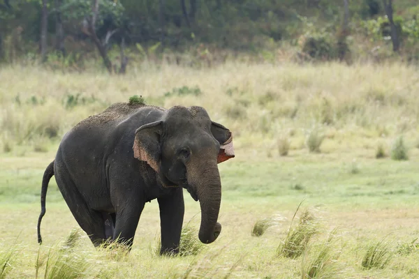 Elefante asiático en el parque nacional Minneriya, Sri Lanka —  Fotos de Stock