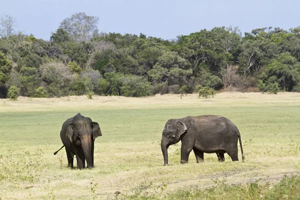 Asian elephant in Minneriya national park, Sri Lanka — Stock Photo, Image