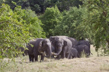 Asya fili Minneriya Ulusal Park, Sri Lanka