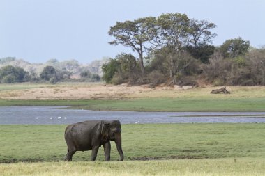 Asya fili Minneriya Ulusal Park, Sri Lanka
