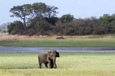 Asian elephant in Minneriya national park, Sri Lanka clipart