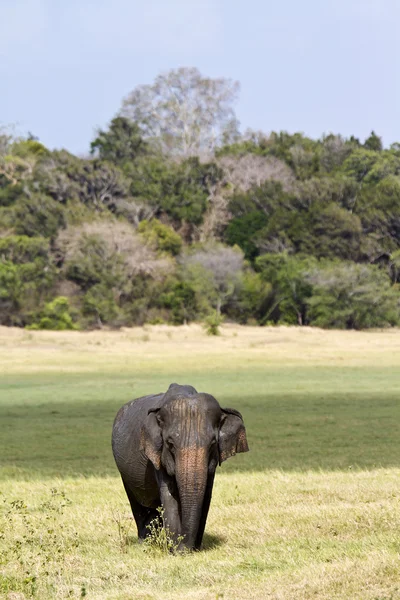 Elefante asiatico nel parco nazionale di Minneriya, Sri Lanka — Foto Stock