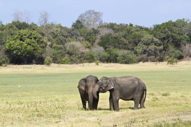 Asya fili Minneriya Ulusal Park, Sri Lanka