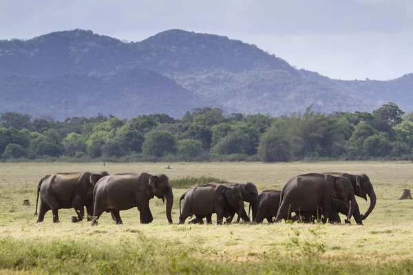 Elefante selvatico asiatico nel parco nazionale di Minneriya, Sri Lanka — Foto Stock