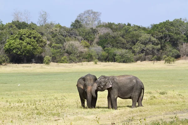 Elefante asiatico nel parco nazionale di Minneriya, Sri Lanka — Foto Stock