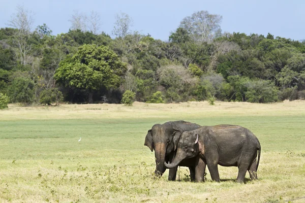 Aziatische olifant in Minneriya nationaal park, Sri Lanka — Stockfoto