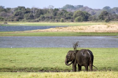 Vahşi Asya fili Minneriya Ulusal Park, Sri Lanka