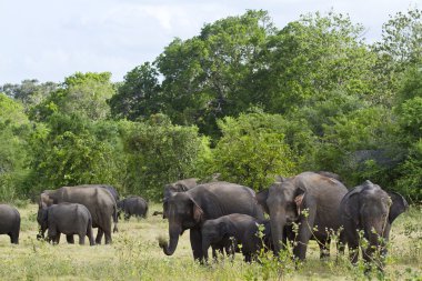 Vahşi Asya fili Minneriya Ulusal Park, Sri Lanka
