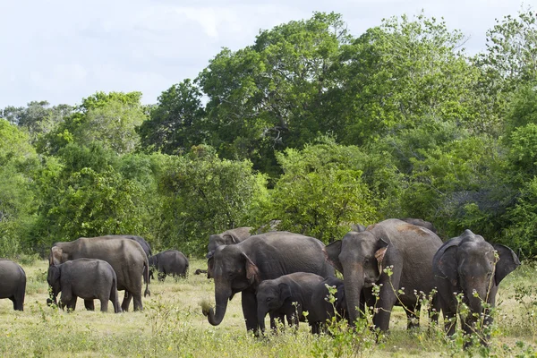 Elefante selvatico asiatico nel parco nazionale di Minneriya, Sri Lanka — Foto Stock