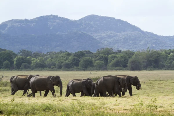 Elefante selvatico asiatico nel parco nazionale di Minneriya, Sri Lanka — Foto Stock