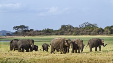 Asya fili Minnerya, Sri Lanka