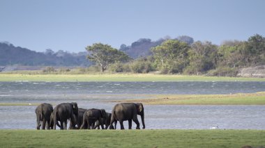 Vahşi Asya fili Minneriya Ulusal Park, Sri Lanka