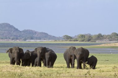 Asya fili Minneriya, Sri Lanka