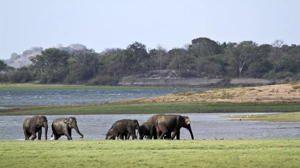 Elefante asiatico a Minneriya, Sri Lanka — Foto Stock